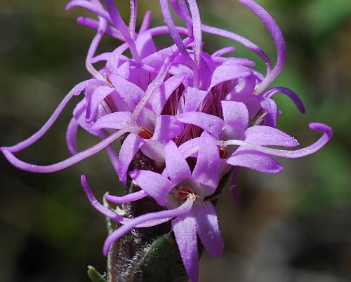 Liatris_punctata_florets.jpg