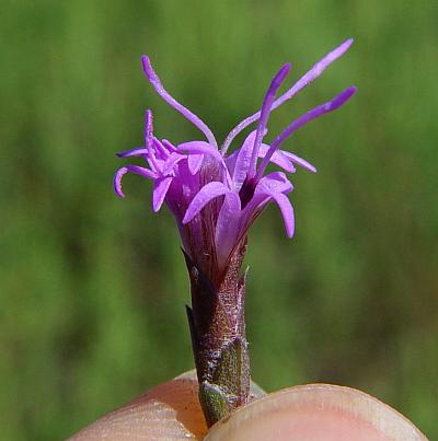 Liatris_punctata_flowers.jpg