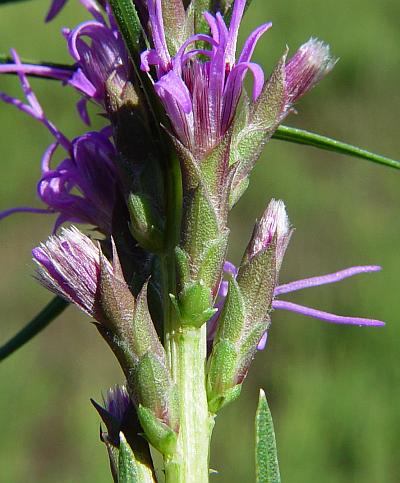 Liatris_punctata_heads.jpg