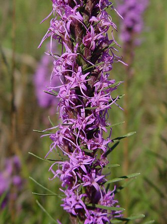 Liatris_punctata_inflorescence.jpg