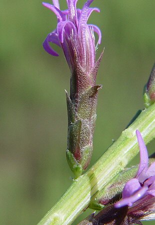 Liatris_punctata_involucre.jpg