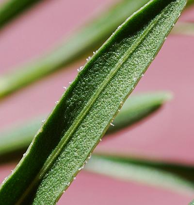 Liatris_punctata_leaf1.jpg