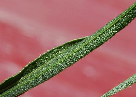 Liatris_punctata_leaf2.jpg