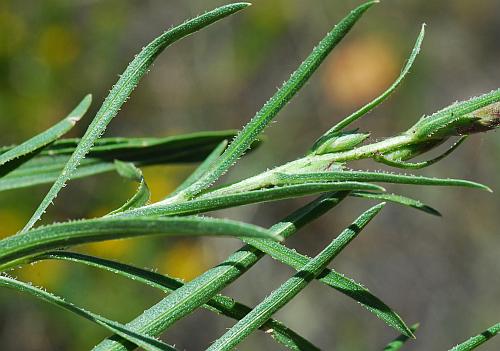 Liatris_punctata_leaves.jpg