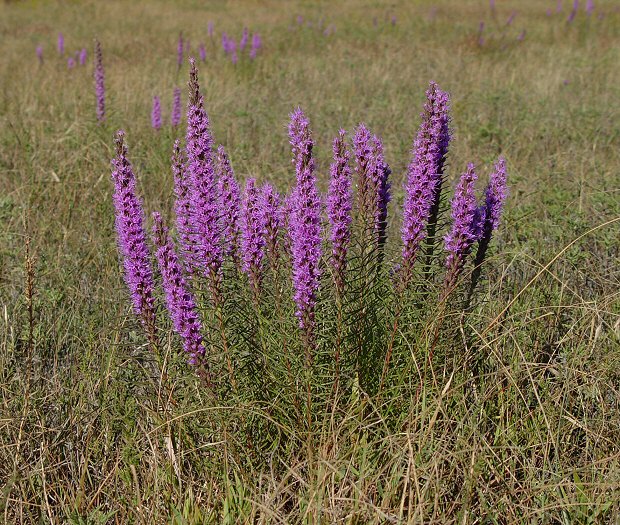 Liatris_punctata_plant.jpg