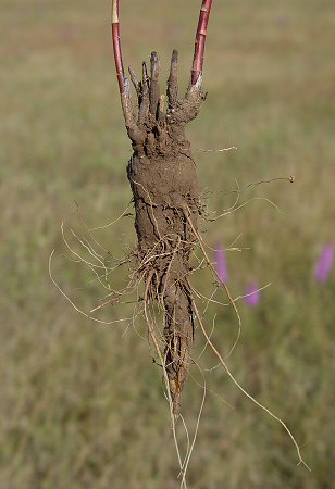 Liatris_punctata_root.jpg