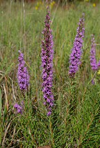 Liatris punctata thumbnail