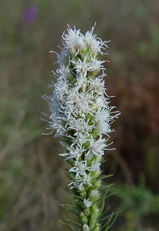 Liatris_punctata_white.jpg