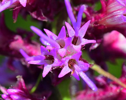 Liatris_pycnostachya_head.jpg