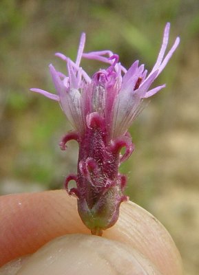 Liatris_pycnostachya_involucre.jpg