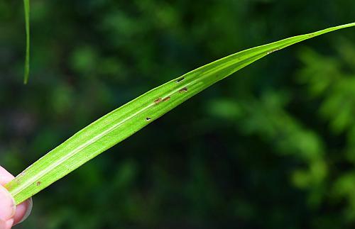 Liatris_pycnostachya_leaf1.jpg