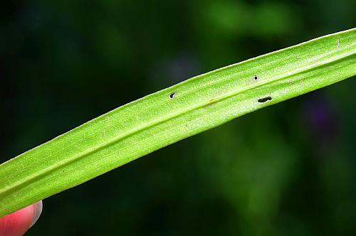 Liatris_pycnostachya_leaf2.jpg