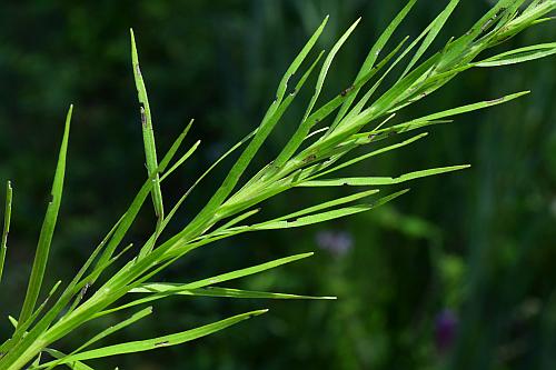 Liatris_pycnostachya_leaves.jpg