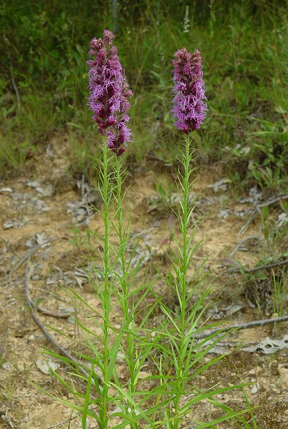 Liatris_pycnostachya_plants.jpg