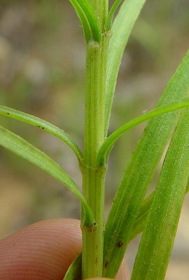 Liatris_pycnostachya_stem.jpg