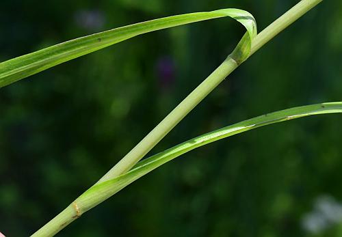 Liatris_pycnostachya_stem1.jpg