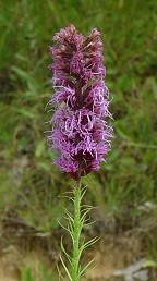 Liatris pycnostachya thumbnail