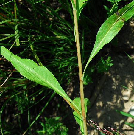 Liatris_scariosa_base.jpg