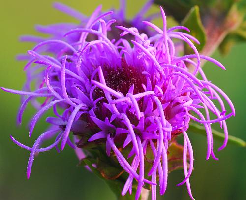 Liatris_scariosa_florets2.jpg