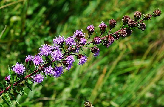 Liatris_scariosa_inflorescence.jpg