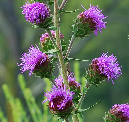 Liatris_scariosa_inflorescence2.jpg