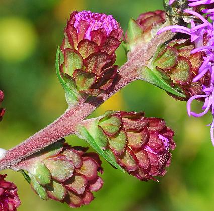 Liatris_scariosa_involucre.jpg