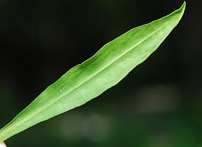 Liatris_scariosa_leaf.jpg