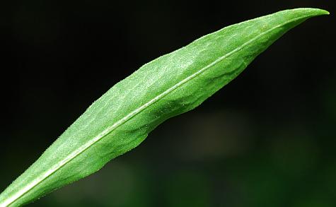 Liatris_scariosa_leaf2.jpg