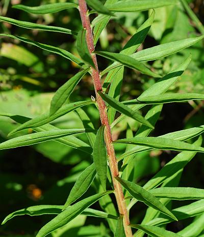 Liatris_scariosa_leaves.jpg