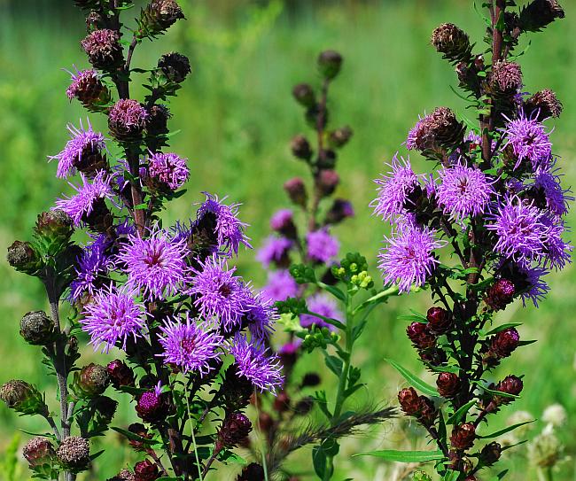 Liatris_scariosa_plant.jpg