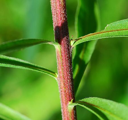 Liatris_scariosa_stem.jpg