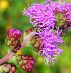 Liatris scariosa thumbnail