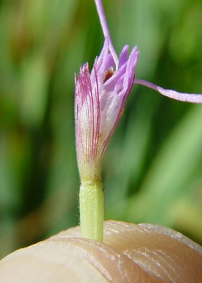 Liatris_spicata_floret.jpg