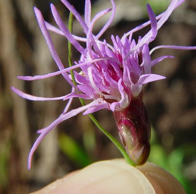 Liatris_spicata_flowers.jpg