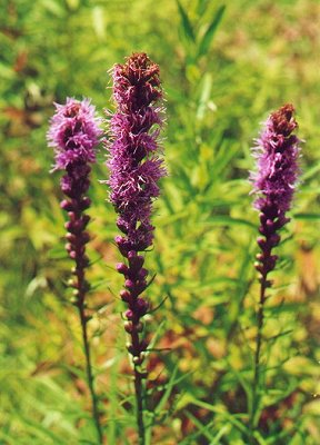 Liatris_spicata_inflorescence.jpg