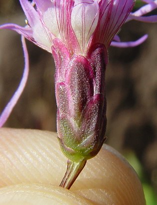 Liatris_spicata_involucre.jpg