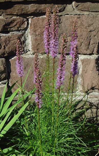 Liatris_spicata_plant.jpg