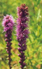 Liatris spicata thumbnail