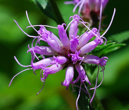 Liatris_squarrosa_florets.jpg