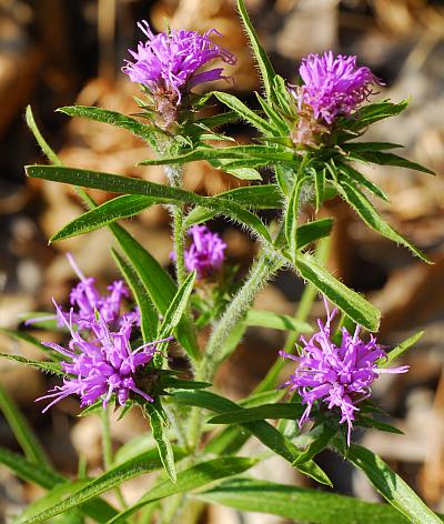 Liatris_squarrosa_inflorescence.jpg