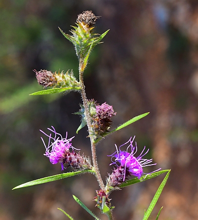 Liatris_squarrosa_inflorescence2.jpg