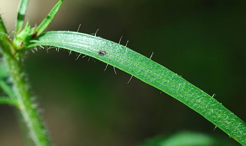 Liatris_squarrosa_leaf1.jpg