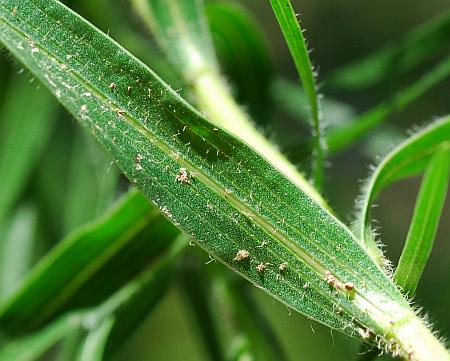 Liatris_squarrosa_leaf2.jpg