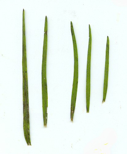 Liatris_squarrosa_leaves.jpg