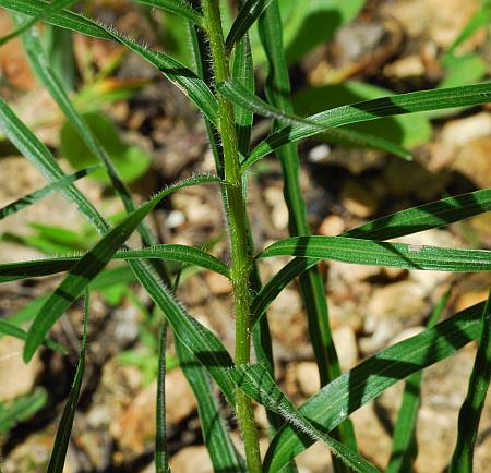 Liatris_squarrosa_leaves1.jpg