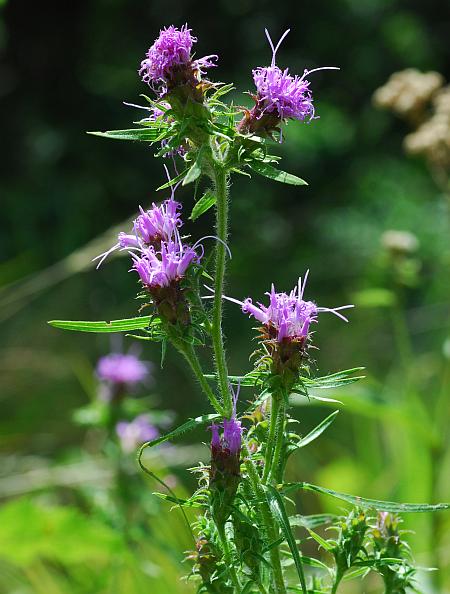 Liatris_squarrosa_plant.jpg