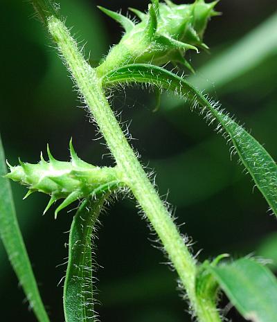 Liatris_squarrosa_stem.jpg