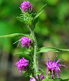 Liatris squarrosa thumbnail