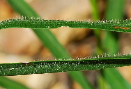 Liatris_squarrosa_vestiture.jpg