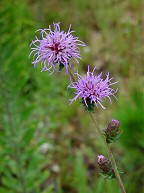 Liatris squarrulosa thumbnail